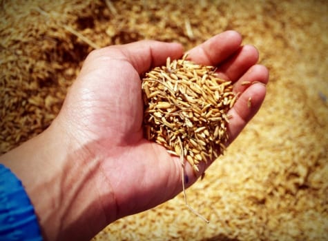 Natural jaggery production at Spinzer Farms