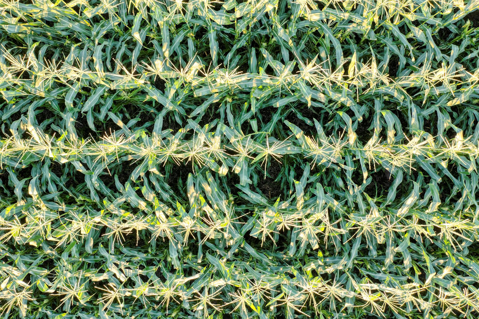 Natural  production at Spinzer Farms