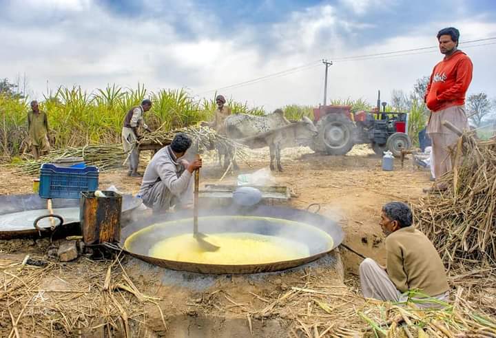 Natural jaggery production at Spinzer Farms