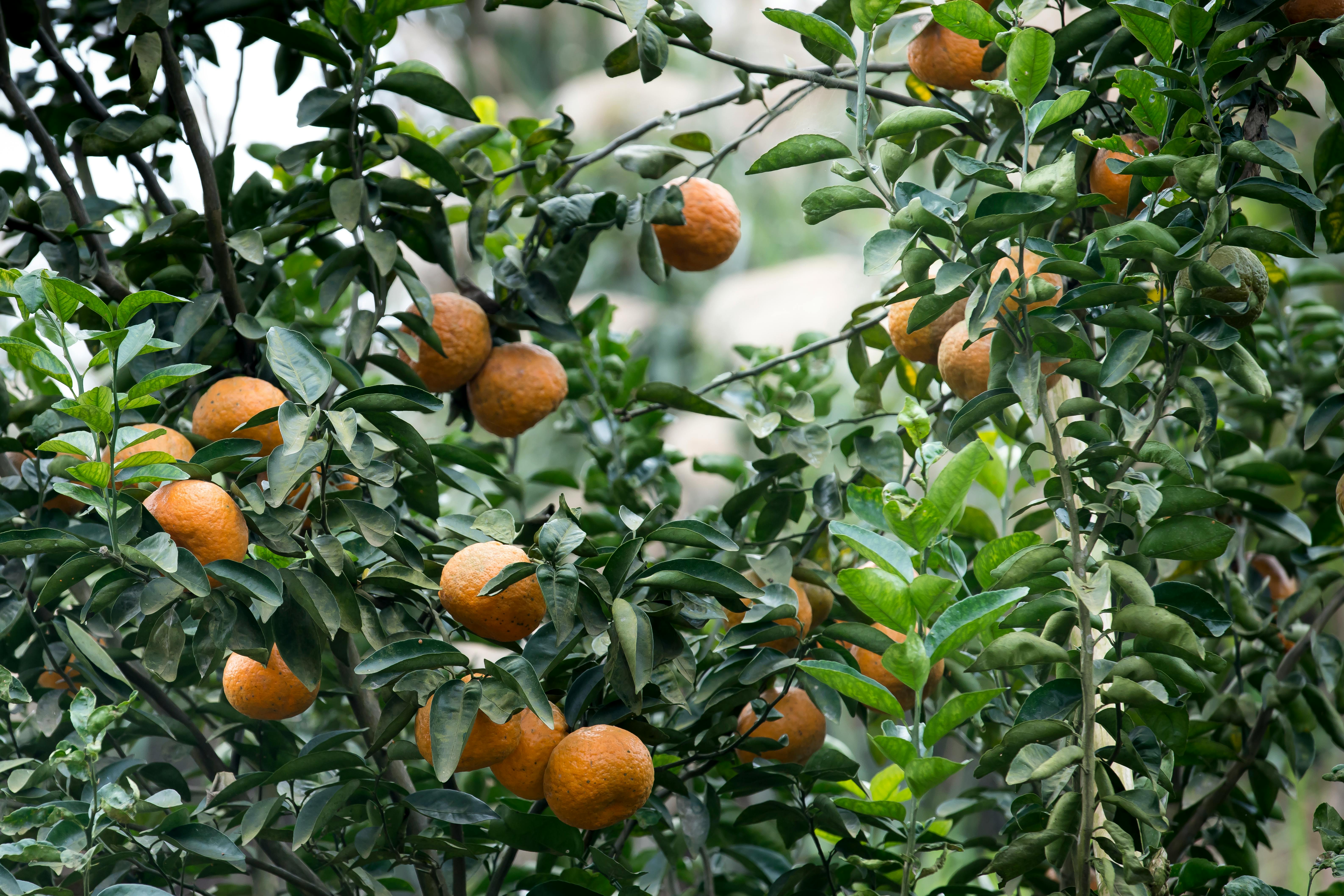Natural oranges production at Spinzer Farms