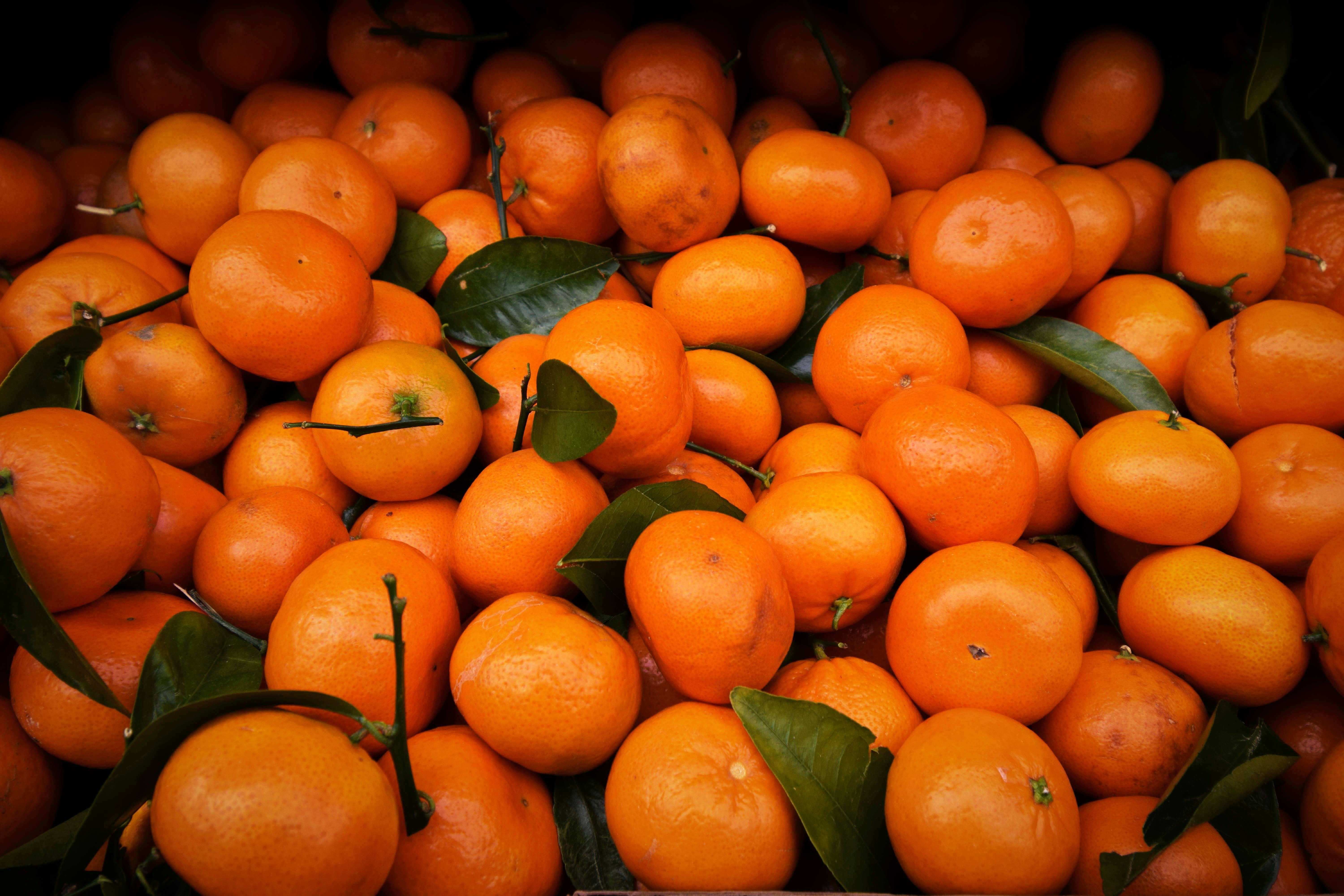Fresh organic oranges at Spinzer Farms